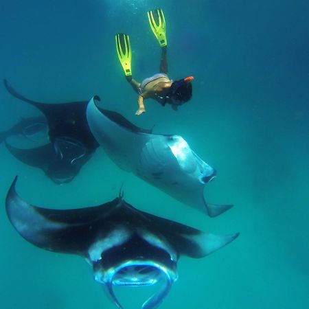 Hanifaru Transit Inn Dharavandhoo Kültér fotó