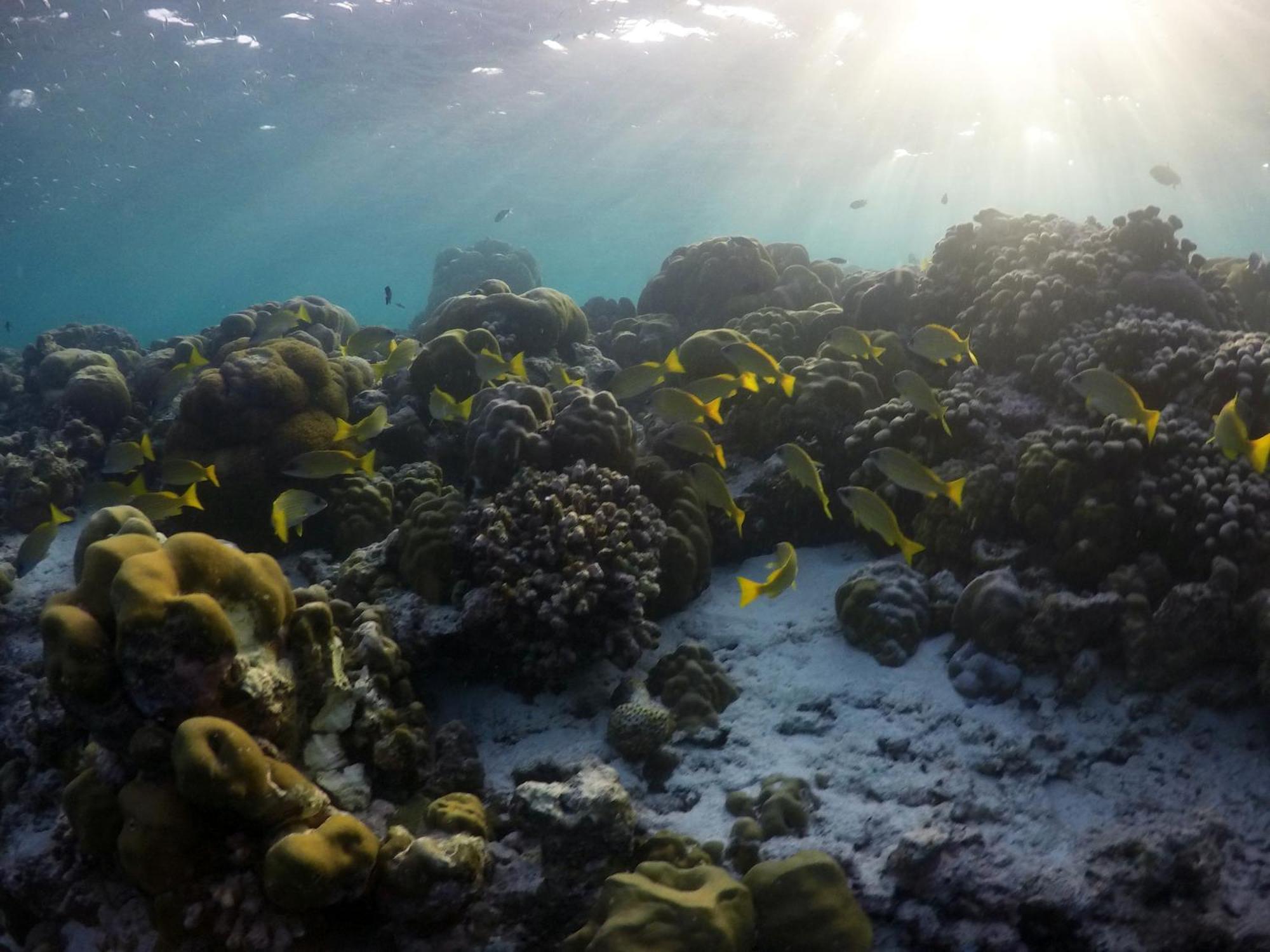 Hanifaru Transit Inn Dharavandhoo Kültér fotó