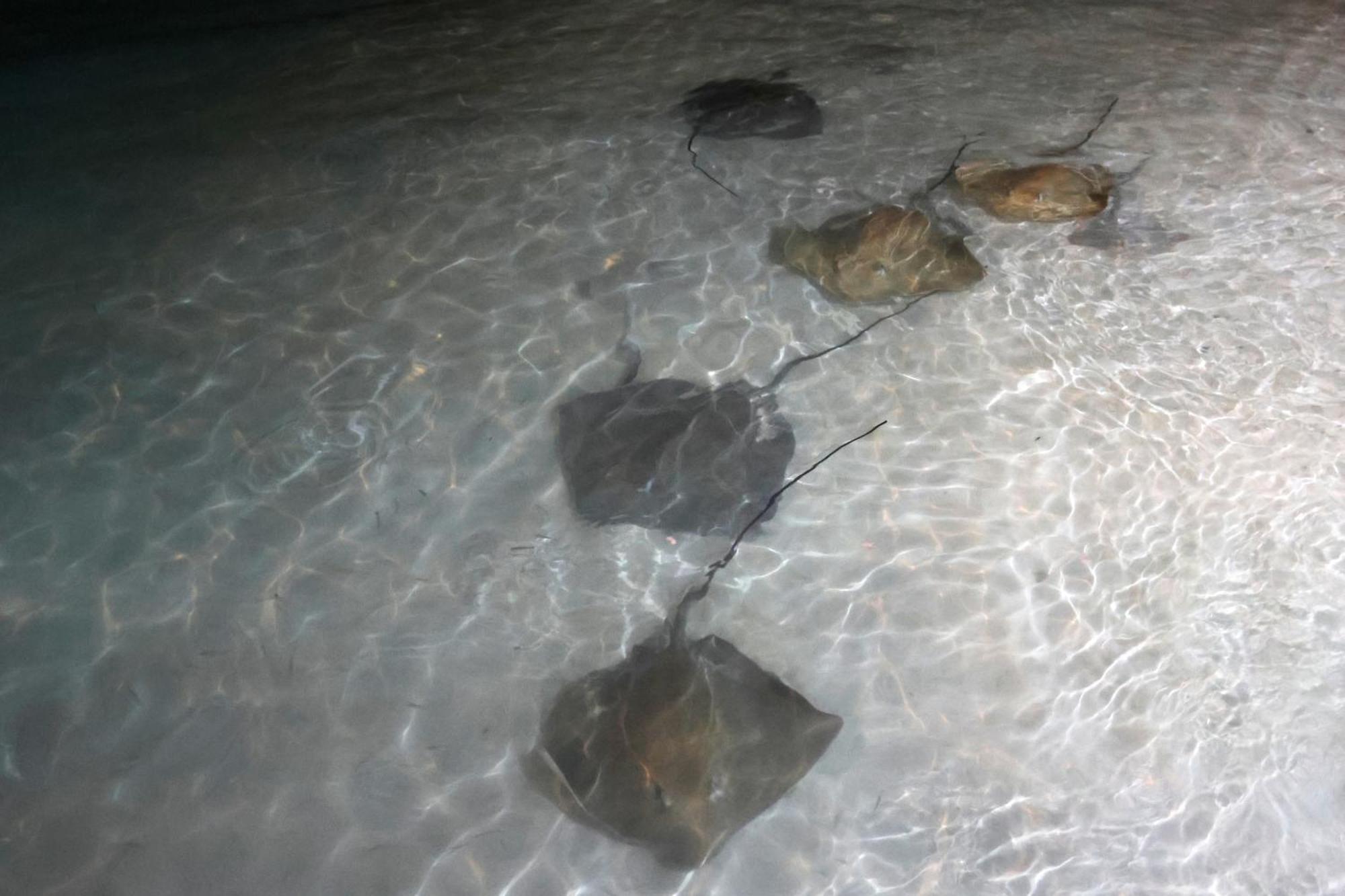 Hanifaru Transit Inn Dharavandhoo Kültér fotó