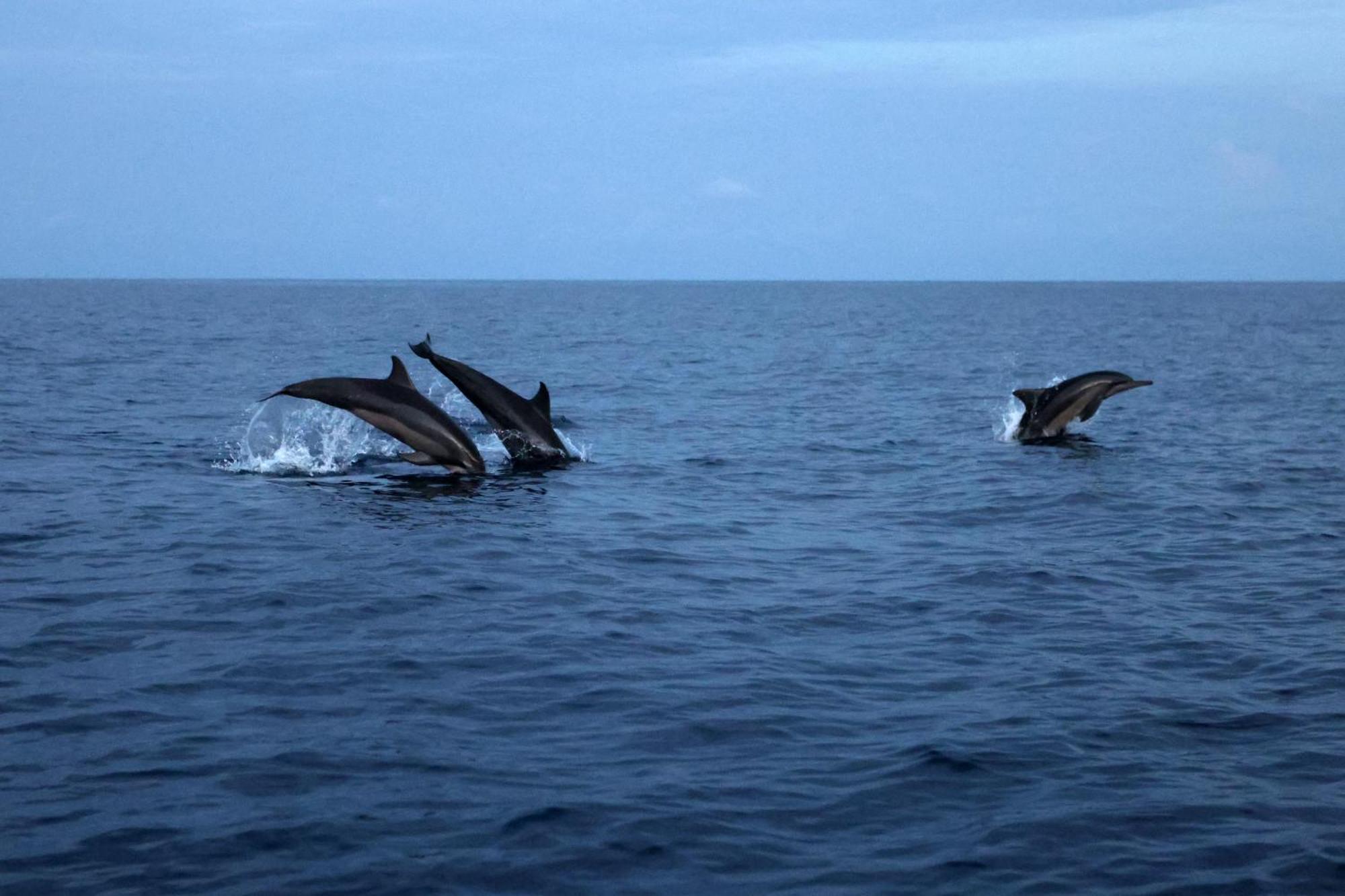 Hanifaru Transit Inn Dharavandhoo Kültér fotó