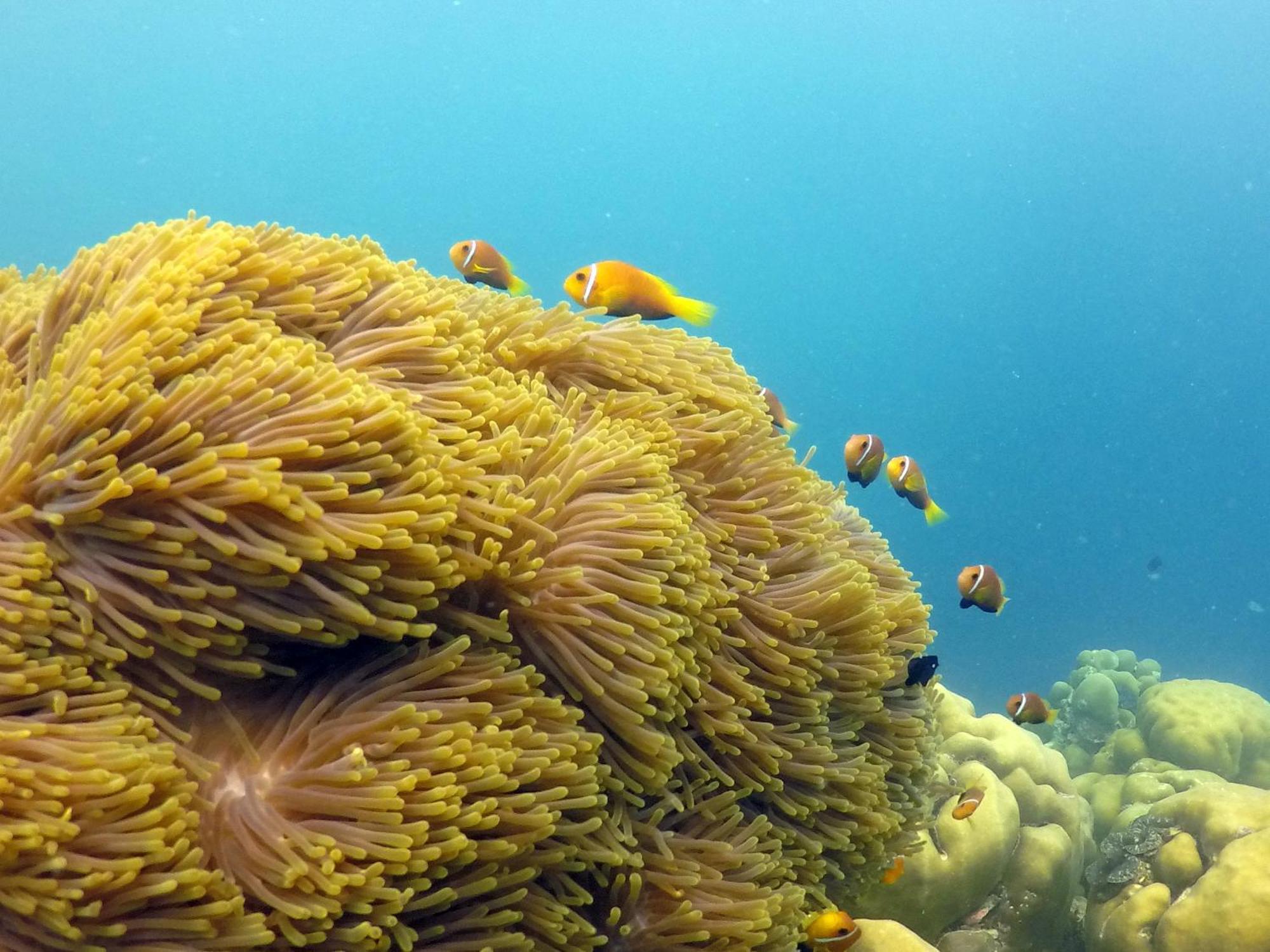 Hanifaru Transit Inn Dharavandhoo Kültér fotó